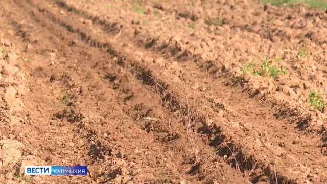 В Калмыкии в рамках нацпроекта «Экологическое благополучие» готовят почву к осенней посадке леса