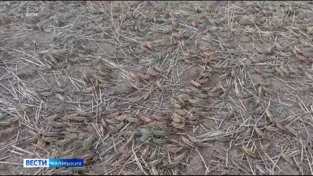 В Лаганском районе обнаружен очаг азиатской саранчи.