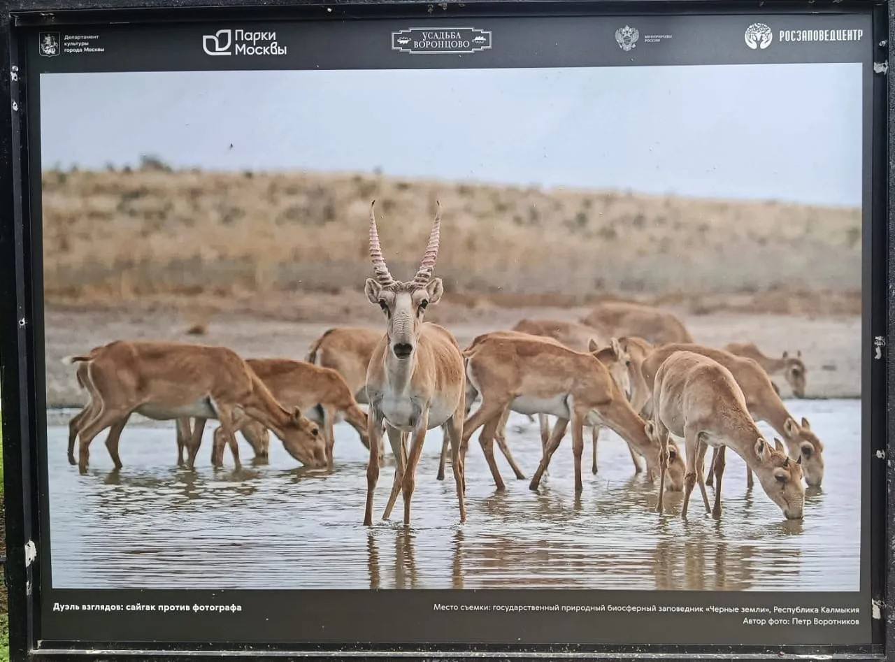 Заповедник «Черные земли» участвует в фотовыставке в Москве