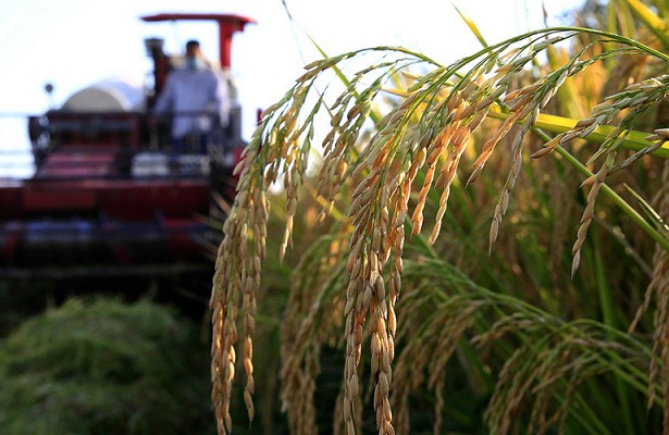 В Октябрьском районе продолжается уборка риса