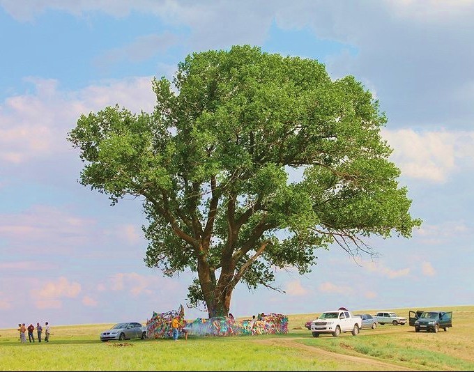 Одинокому тополю вручили свидетельство за участие в конкурсе «Европейское дерево года 2020»