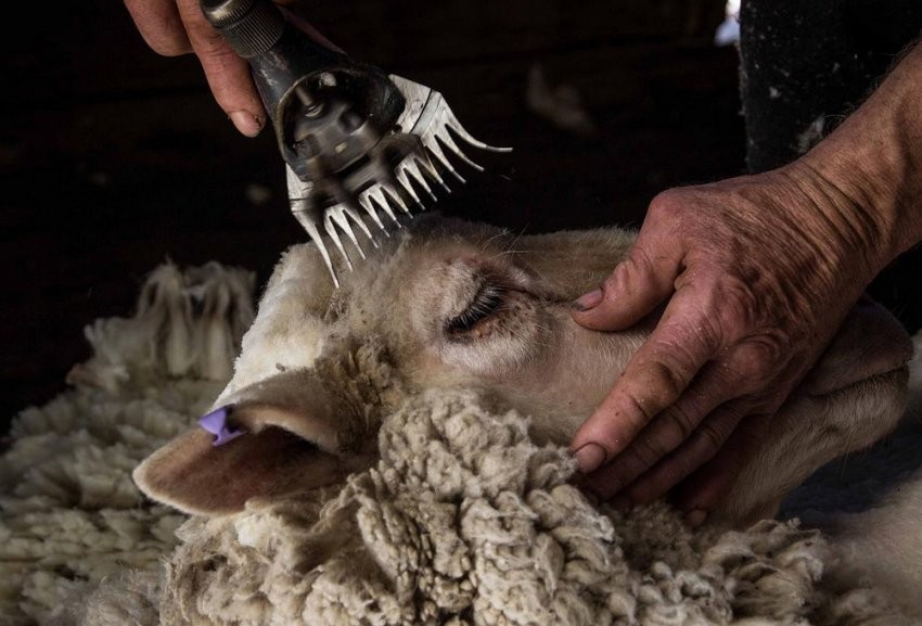 В хозяйствах Калмыкии продолжается ответственная пора – стрижка овец