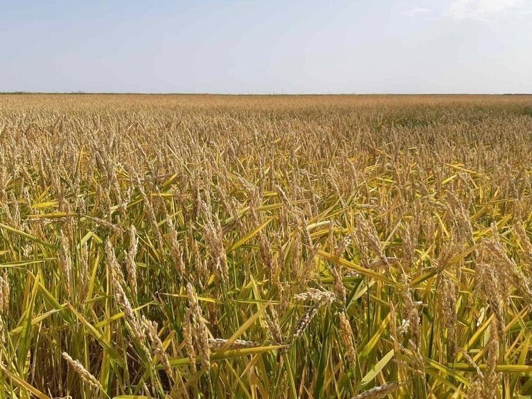 Показатели по итогам уборки урожая в Калмыкии превысили плановые индикаторы и самые оптимистичные прогноз