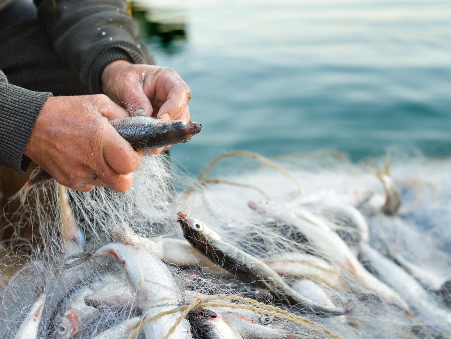 Катастрофическое обмеление Каспия вкупе с неблагоприятными климатическими особенностями региона, ограничения в правилах рыболовства и целый ряд других проблем вынуждает рыбаков оставлять исконный промысел