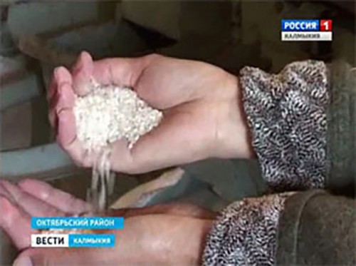 Минсельхозом Калмыкии утверждены ставки субсидий на компенсацию части затрат на возделывание риса