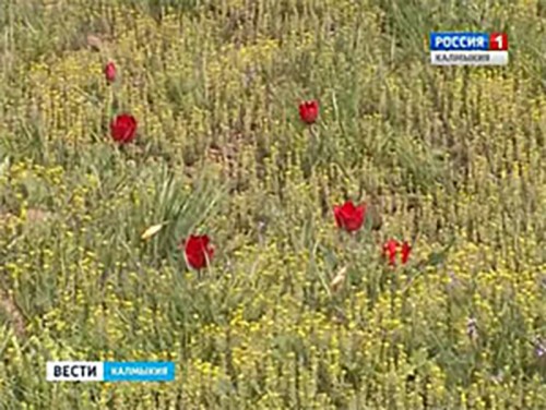 В Калмыкии зацвели первые тюльпаны