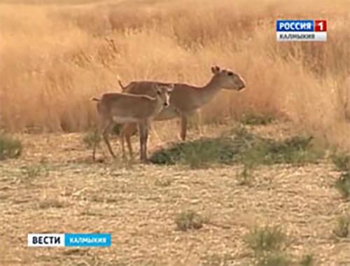 Численность степных антилоп в Калмыкии резко сократилась