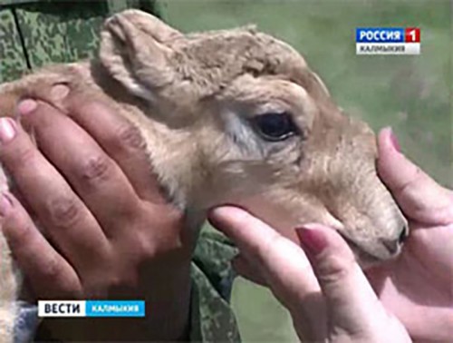 В степи начнется массовый отел сайгаков