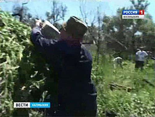 В Калмыкии уничтожены более миллиона кустов дикорастущей конопли