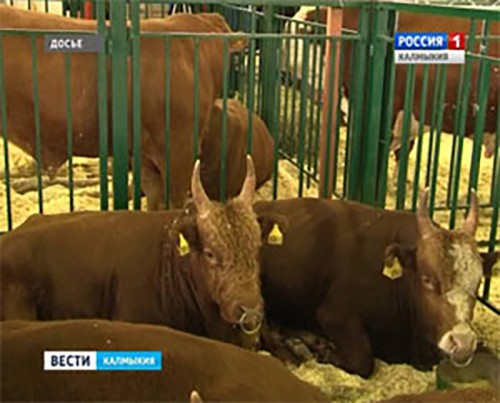 В Москве открылась традиционная Российская агропромышленная неделя