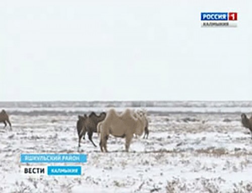 Численность двугорбых верблюдов в Яшкульском районе растет
