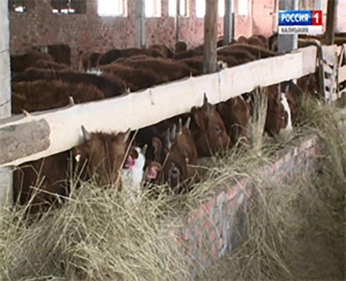 Животноводы Кетченеровского района реализуют задачи, поставленные руководством региона