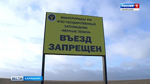 Сайгаки вошли в Красную книгу России