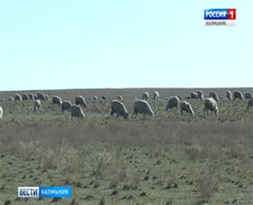 Начался прием заявок для предоставления субсидий на поддержку племенного животноводства