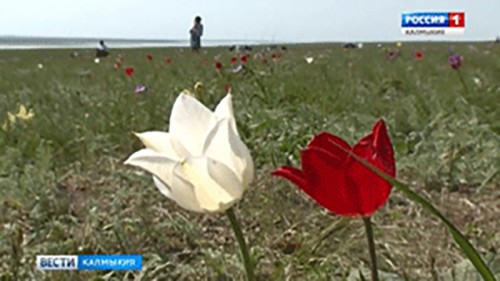 Завтра в Калмыкии стартует Фестиваль тюльпанов