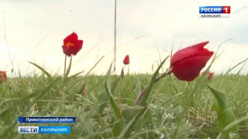 В Приютненском районе проходит традиционный Фестиваль тюльпанов