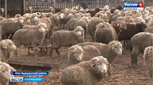 В хозяйствах Калмыкии продолжается зимовка скота
