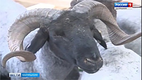Калмыцкие животноводы завоевали призовые места на Всероссийской выставке