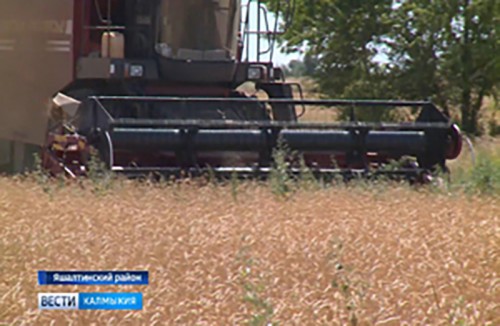 В Яшалтинском районе продолжается уборка зерновых