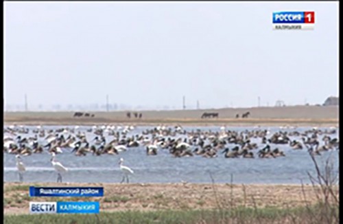 В Калмыкию прилетела самая крупная стая розовых пеликанов