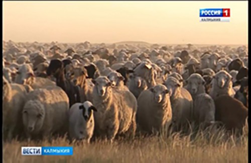 Вопросы и проблемы овцеводства в рамках научной конференции