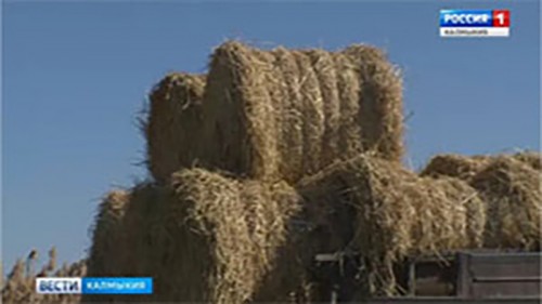 В хозяйствах Калмыкии продолжается заготовка грубых кормов