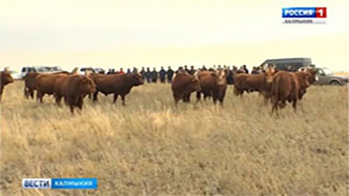 В Калмыкии состоится 9-й съезд Национальной Ассоциации заводчиков калмыцкого скота