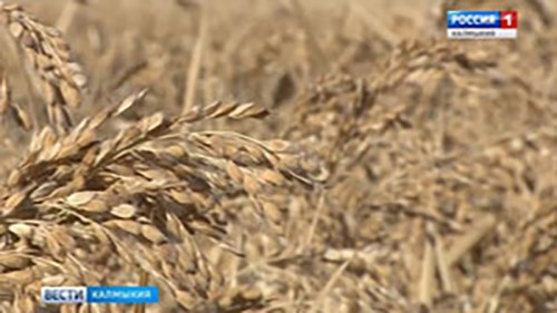 Рисоводы Калмыкии в этом году собрали рекордный урожай