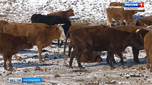 Зимовка в Калмыкии проходит в штатном режиме