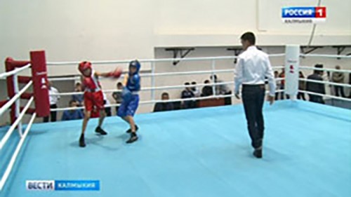 В «Ойрат-арене» проходит чемпионат республики по боксу