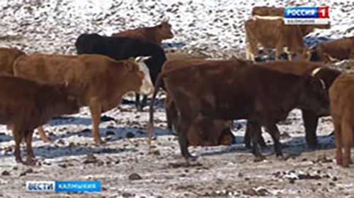 Январская погода способствует успешному проведению зимовки скота