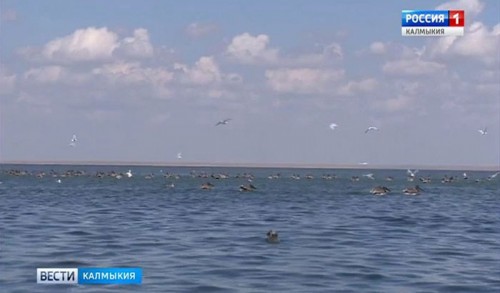 Весенняя охота на водоплавающую дичь в Калмыкии запрещена