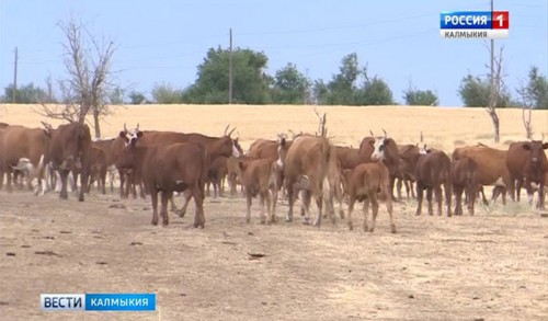 Сельскохозяйственным потребительским кооперативам Калмыкии будет оказана поддержка