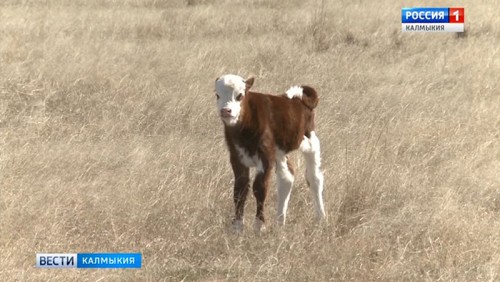 В хозяйствах республики продолжается расплодная кампания