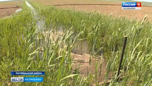 Сев риса продолжается в Октябрьском районе
