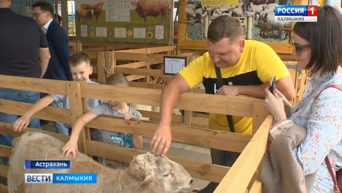 Калмыцкие овцеводы привезли с Астраханской выставки 26 медалей