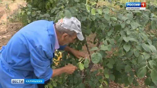 Июнь – время рыхления и удобрения земли