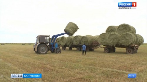 В Калмыкии кормозаготовка в самом разгаре