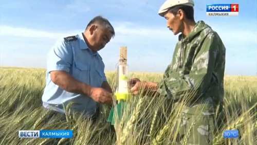 В Калмыкии ведется борьба с карантинными вредителями