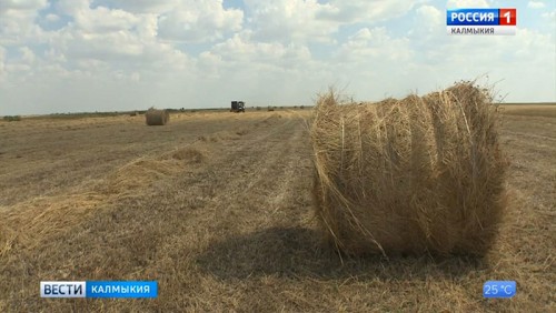 В Калмыкии идет заготовка кормов