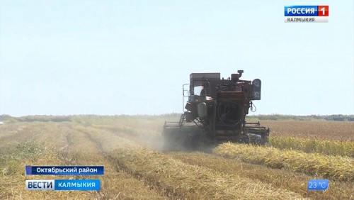 В Калмыкии началась уборка риса