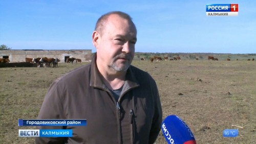 В Городовиковском районе зарождается животноводство