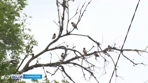 В Калмыкии стартует акция «Покормите птиц!»