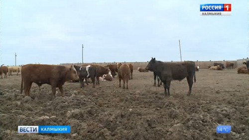 В хозяйствах Калмыкии продолжается зимовка скота