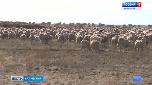 Численность овец в Калмыкии насчитывает почти 2, 5 миллиона голов