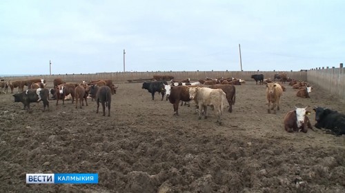 Зимовка в Калмыкии проходит в штатном режиме