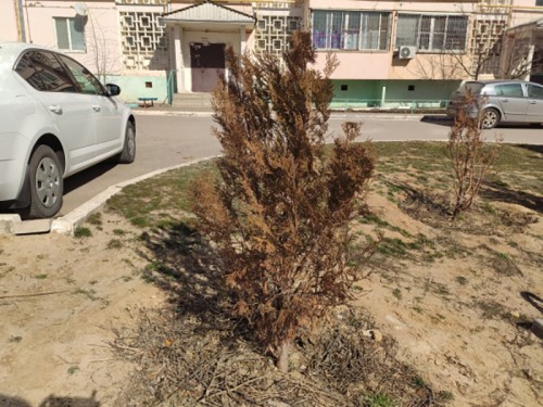 Активисты ОНФ требуют заменить погибшие хвойные деревья в Элисте