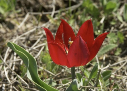 В Калмыкии зацвели тюльпановые поля