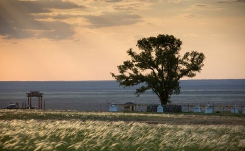 Одинокий Тополь занял почетное третье место конкурса «Европейское дерево 2020 года»