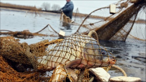 Житель Лаганского района незаконно вылавливал рыбу при помощи 70-метровых сетей
